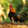 Kur bankivsky - Gallus gallus - Red Junglefowl 3181